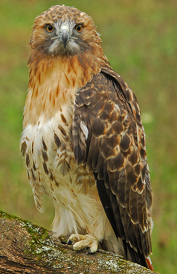 Red-Tailed Hawk 1 (Molting)