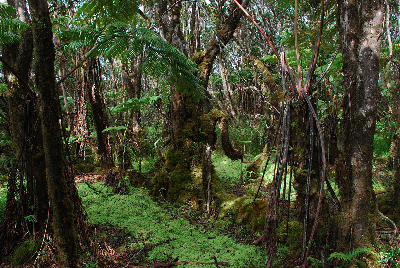 Sphagnum Carpet