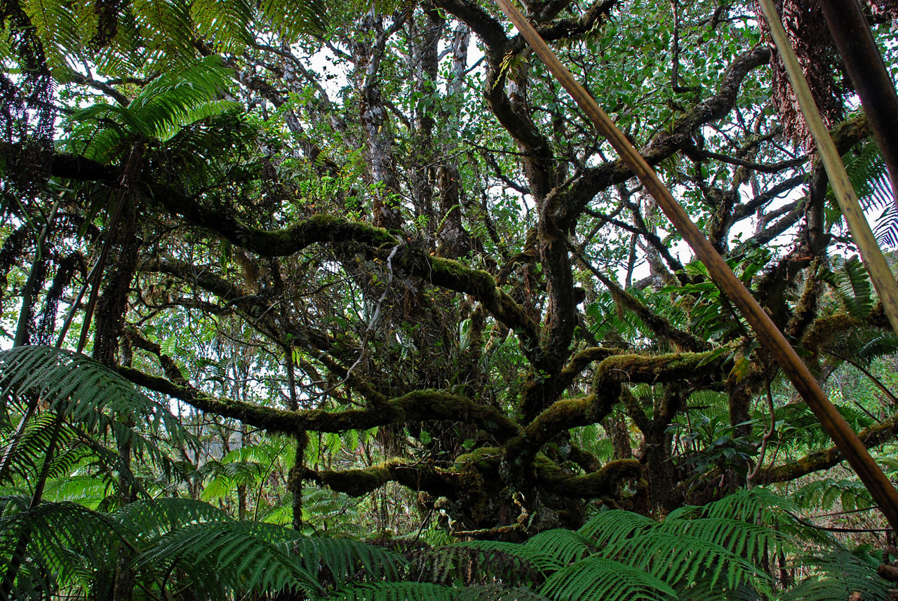 Mossy Branches