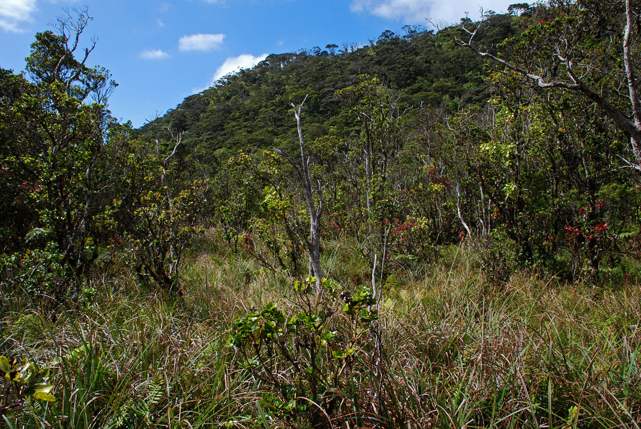 Carex Bog