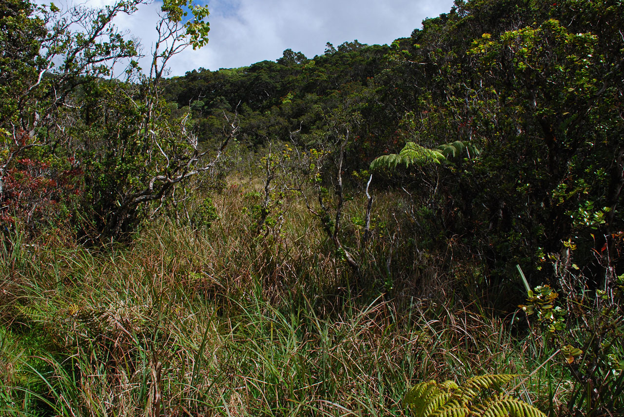 Carex Bog
