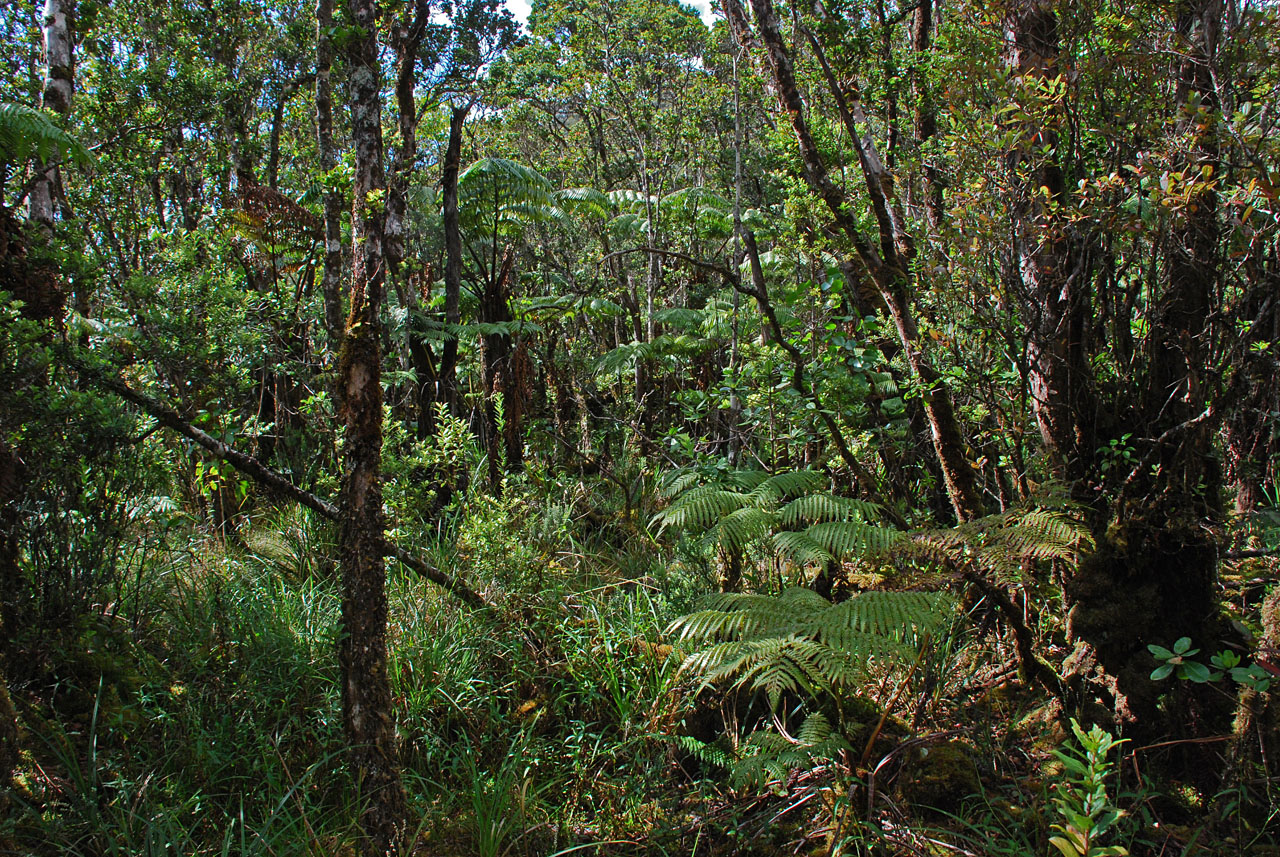 Rainforest
