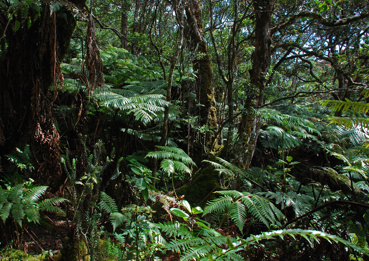 Rainforest