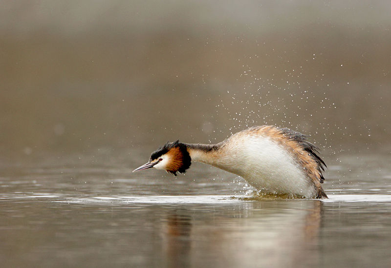 Great crested grebe-Podiceps cristatus