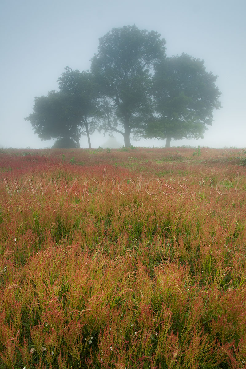 Strangers in the Fog