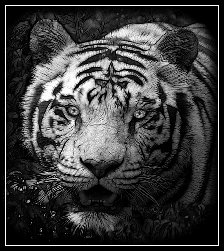 White Tiger <br> pengu1n