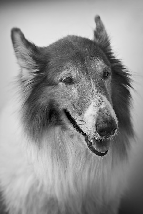 Lessie