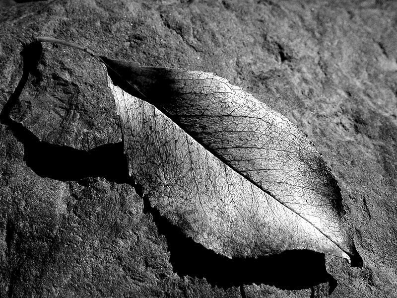 Leaf Structure<br>(High contrast)