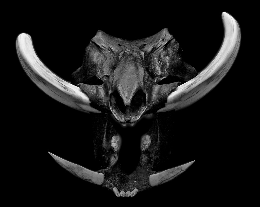 Warthog Scull <br>By Ernest Rex