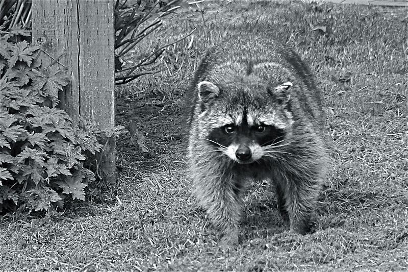 Garden Bandit by Hutchman
