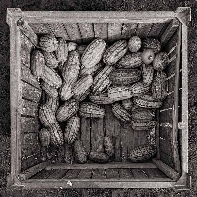 Pumpkins<br>by Franky2005
