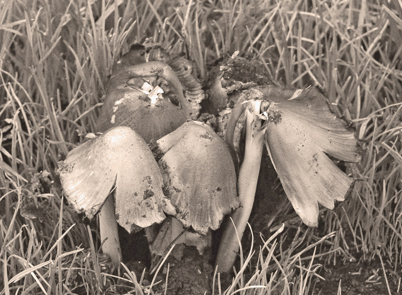 Mushies by JolieO