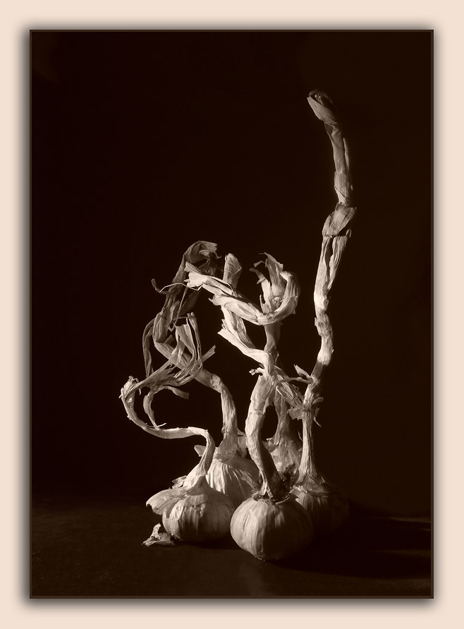 Garlic