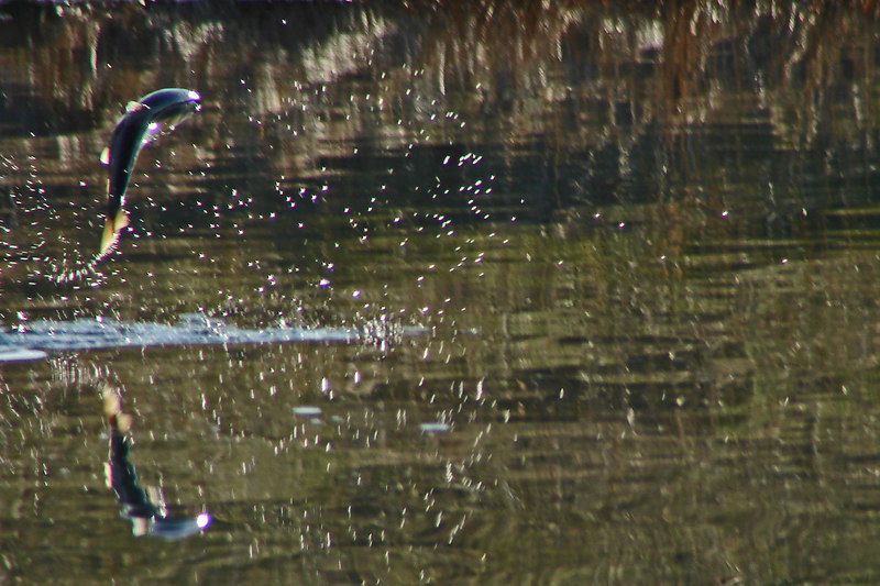 Rainbow Trout By Hutchman