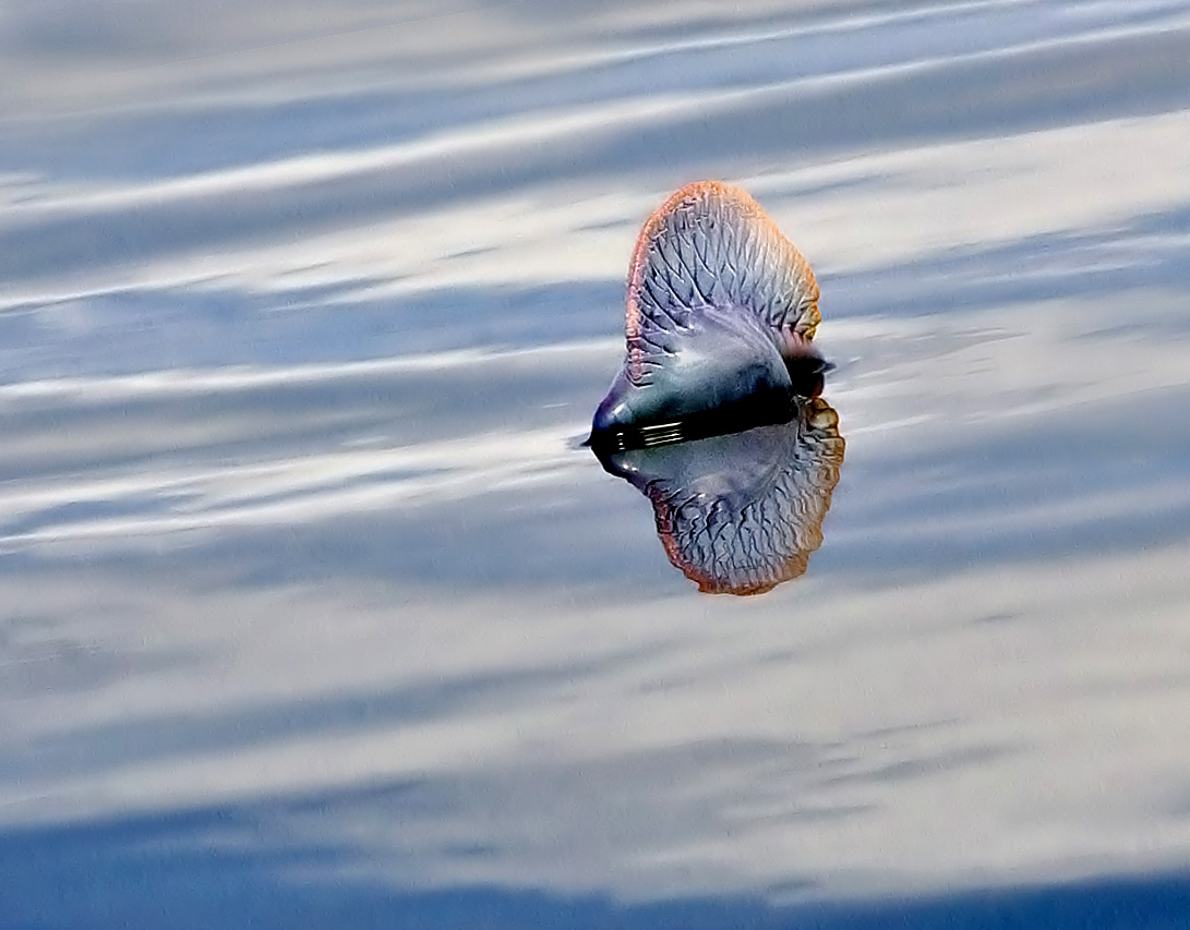 Portuguese Man of War
