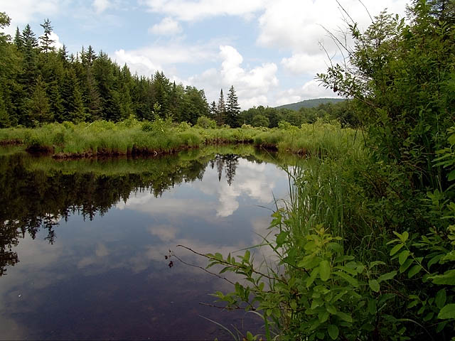 Fir Brook