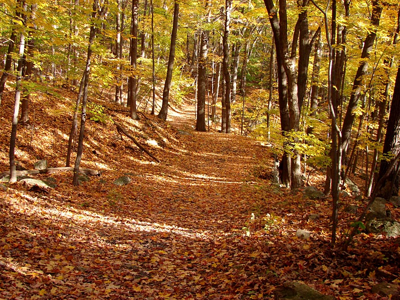 Walk in the Woods