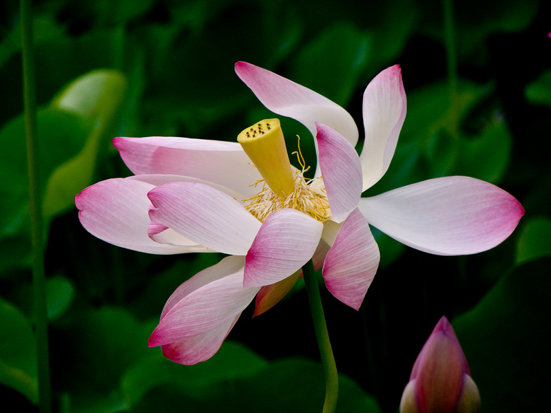 Dancing Lotus