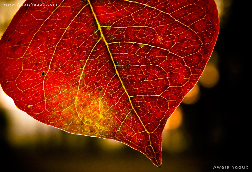 Small pathways by Awais Yaqub