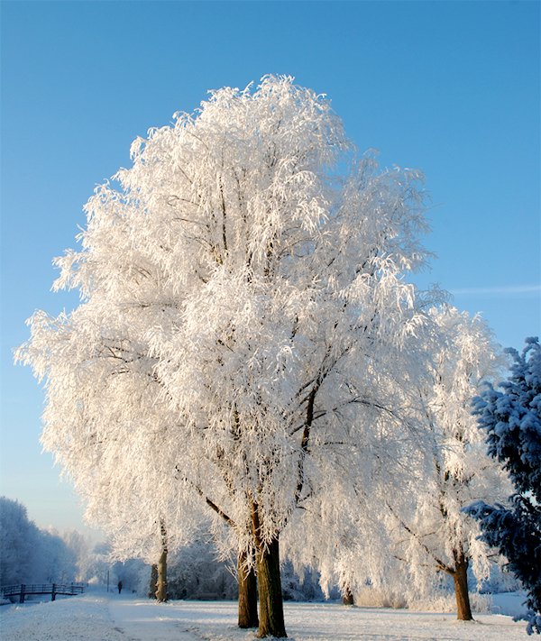 Im dreaming of a white Christmas by Marti58