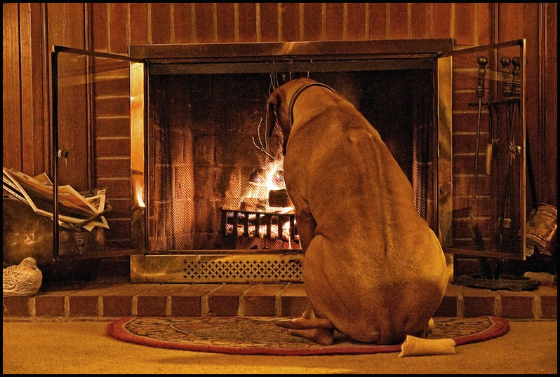 Dog Days of Winter<br><b>2nd Place</b>