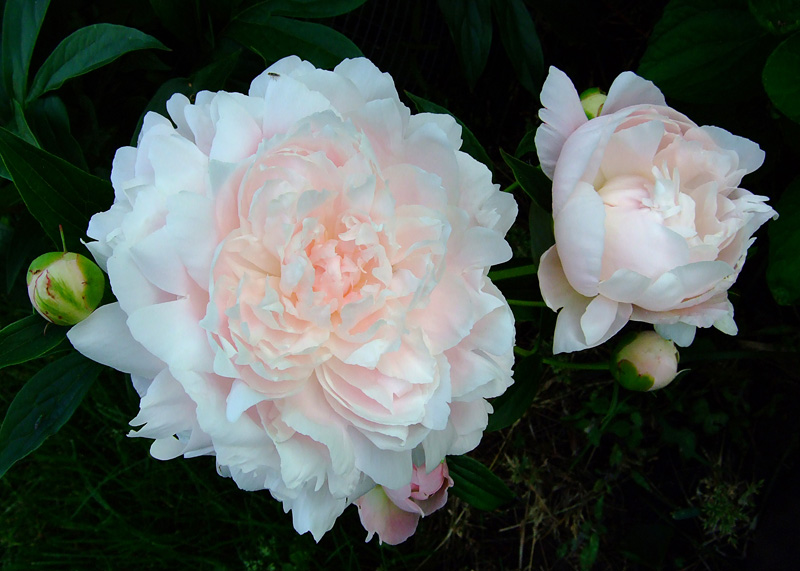 Peony by JolieO