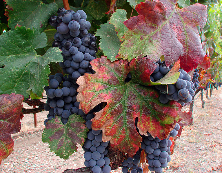 Wide Angle Grapes