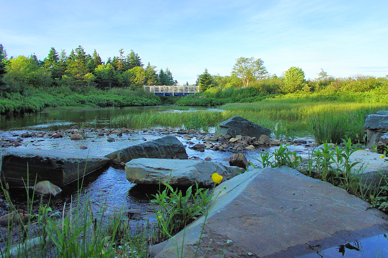 Wetlands and Bridge