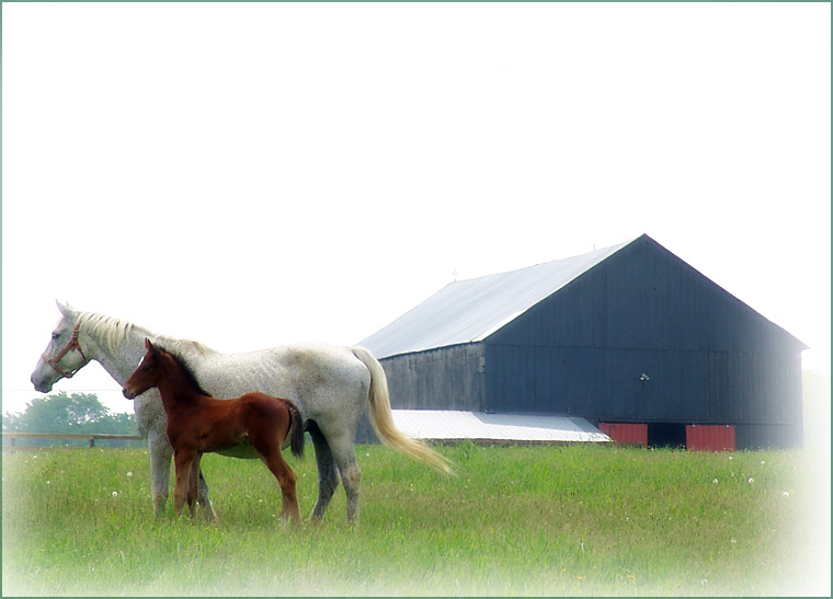 horses4856.jpg