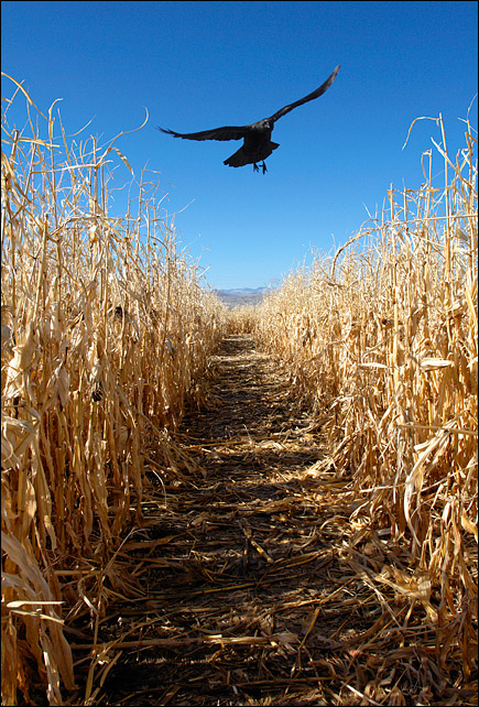 <b>2nd (tie)</b><br>Inside the Maze<br>by mlynn