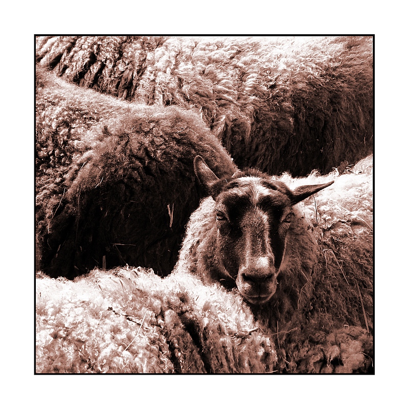 <b>7th</b><br>Dream Of Sheep<br>by Franky2005