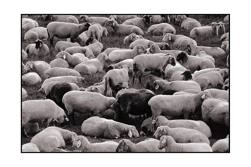 <b>8th (tie)</b><br>Common Herd<br>by Franky2005