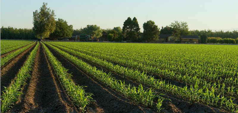 <b>9th (tie)</b><br>New Corn Greets the Dawn<br>by Dale Hardin