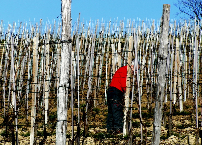 Working between the vineyards