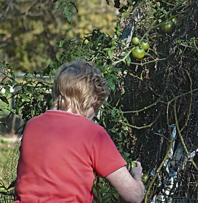 Picking Tomatos in November