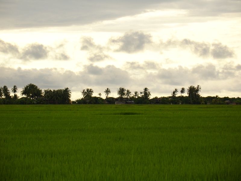 Paddy (Rice) Field<br> by Tabrizi