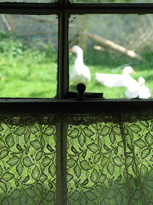 Goose farm<br>by geetwee