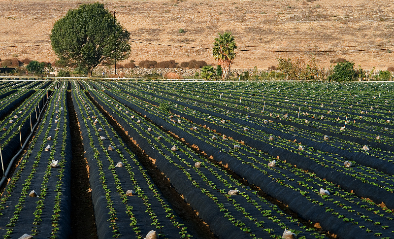 <b>4th</b><br>OUR NEXT CALIFORNIA STRAWBERRIES<br>by Dale Hardin