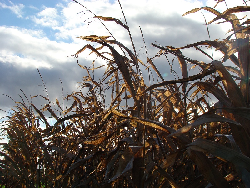 Corn<br>by geetwee