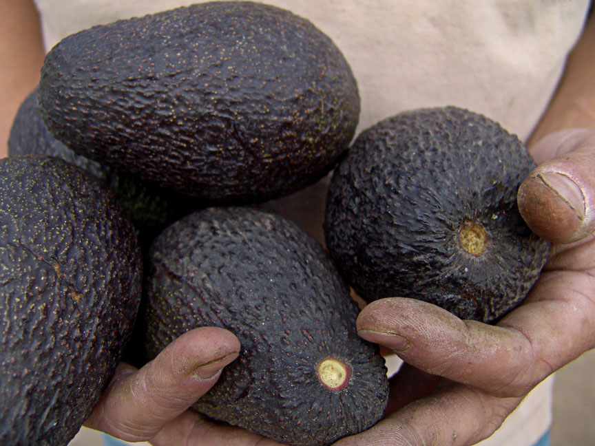 Worker with Hass Avocados<br> by mexiwolf