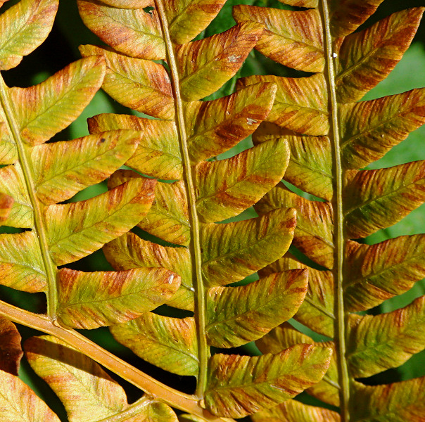 Fern