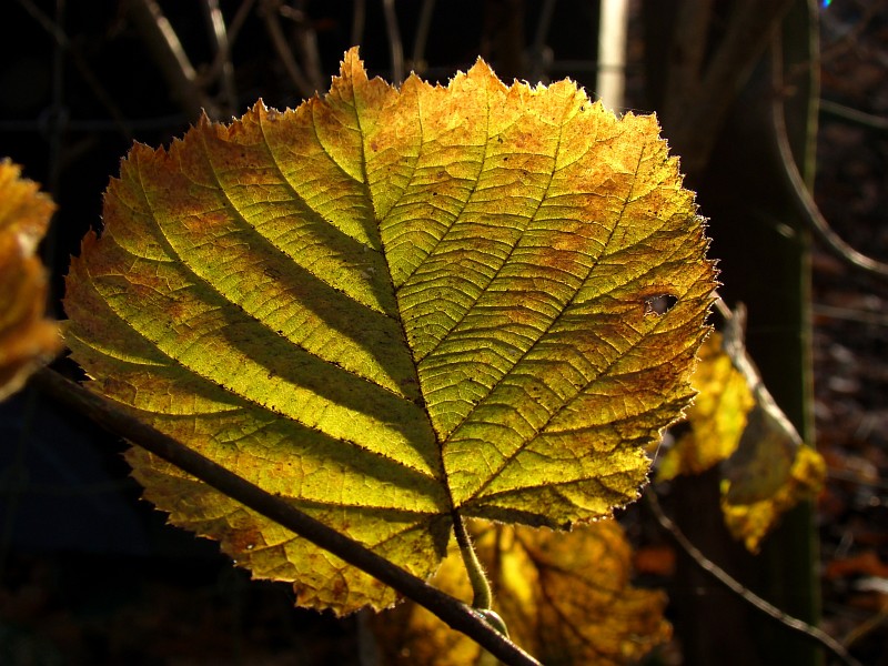 Leaf patterns<br> by geetwee
