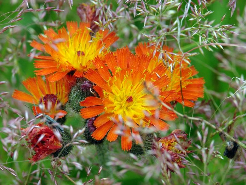 Wild flowers with random grass pattern<br>by Boros