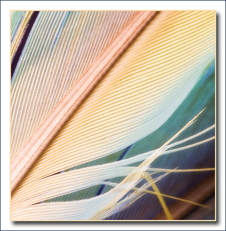 feathers
