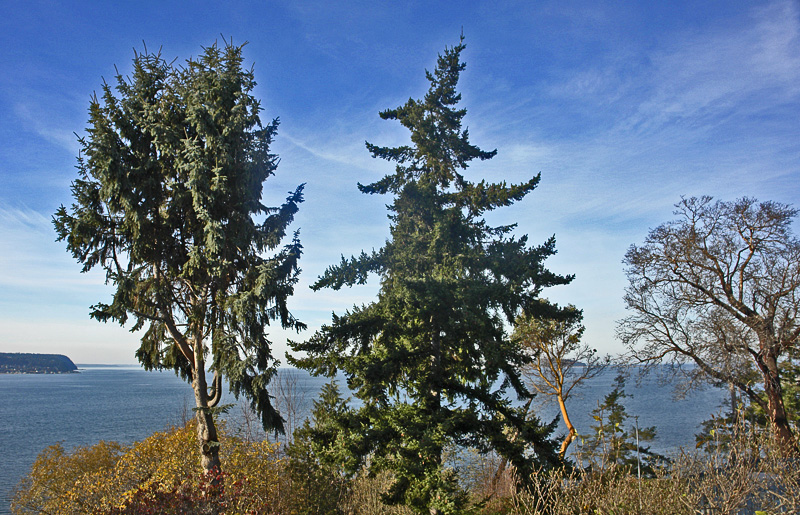 Discovery Bay with trees