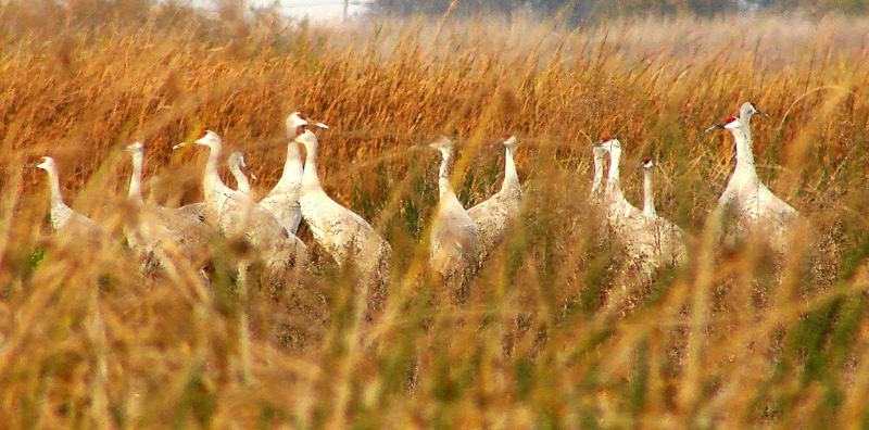 Craneular Pattern<br>by Ed Lindquist