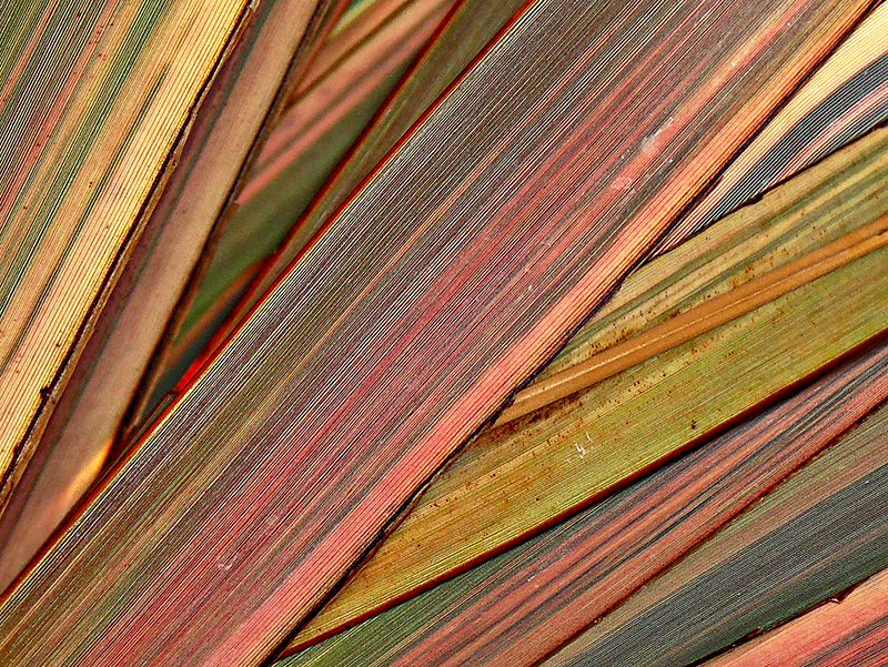 <b> 2nd Place </b> <br>Layered Leaves<br>by lac111