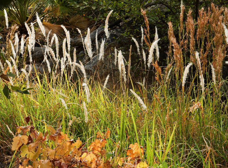 Natures Variety<br>by Dale Hardin