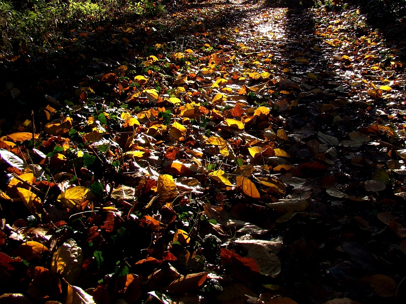 Autumn leaves<br>by geetwee