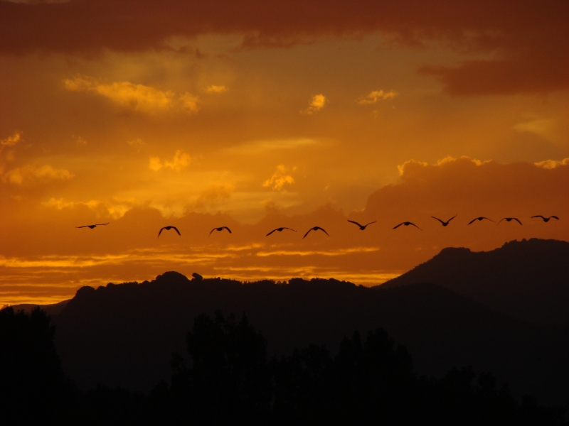Evening flight<br>by Ed Sargent